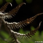 Fern fronds, Jackeys Marsh