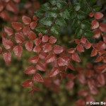 Nothofagus cunninghamii new growth