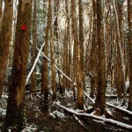 Quamby Bluff walking track