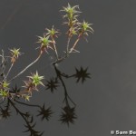 Richea species, near Warners Track