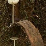 Sheltering fungi, Jackeys Marsh