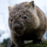 Baby Wombat