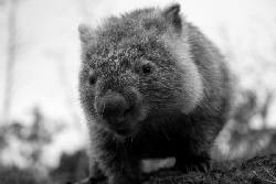 Can you see with the eye of a wombat?