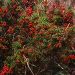 38 Cyathodes parvifolia, high bench west of Sales 6-91 LGo