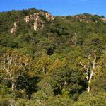 King Billy Pines top Syds track