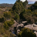 Pencil Pines Western Creek